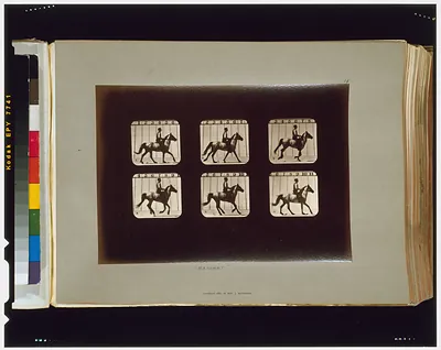 Horses. Cantering