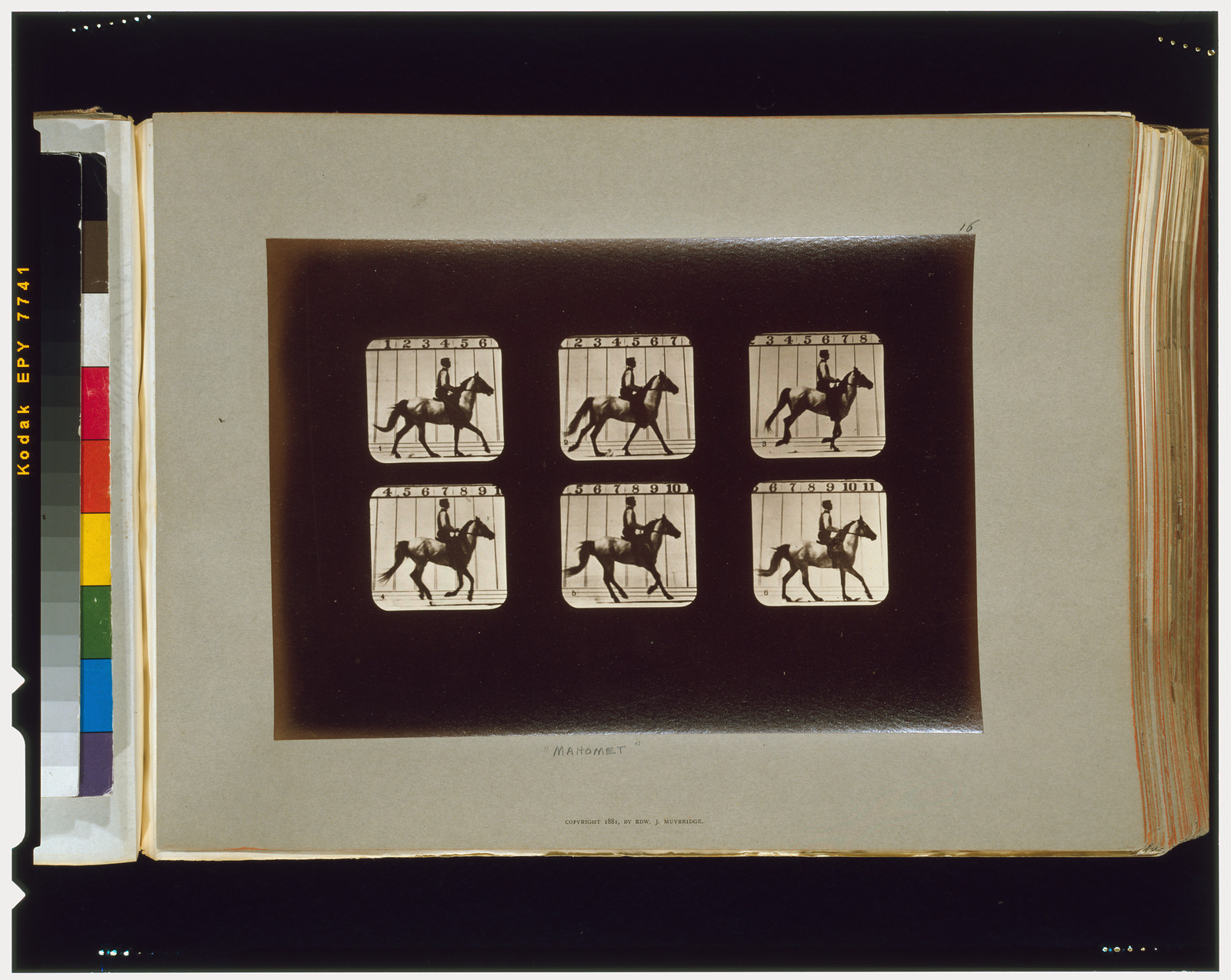 Horses. Cantering, [San Francisco] : Muybridge, c1881. — historic photograph