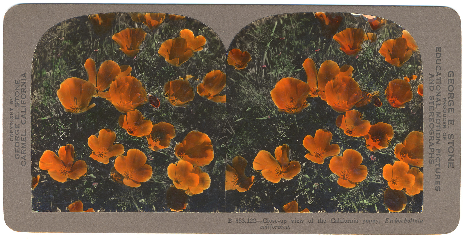 Close-up view of the California poppy Eschocholtzia californica, 1925 — historic photograph