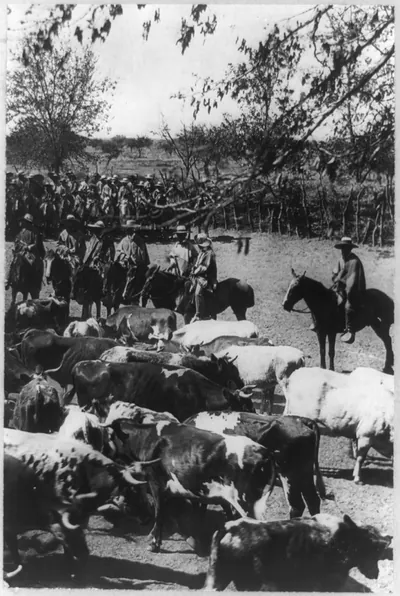 [Cattle and cowboys on horses, Chile]