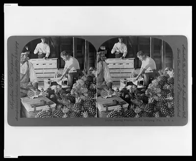 Boxing Pineapples for Shipping, Fla., U.S.A.