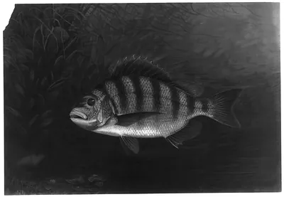 [Sheepshead]