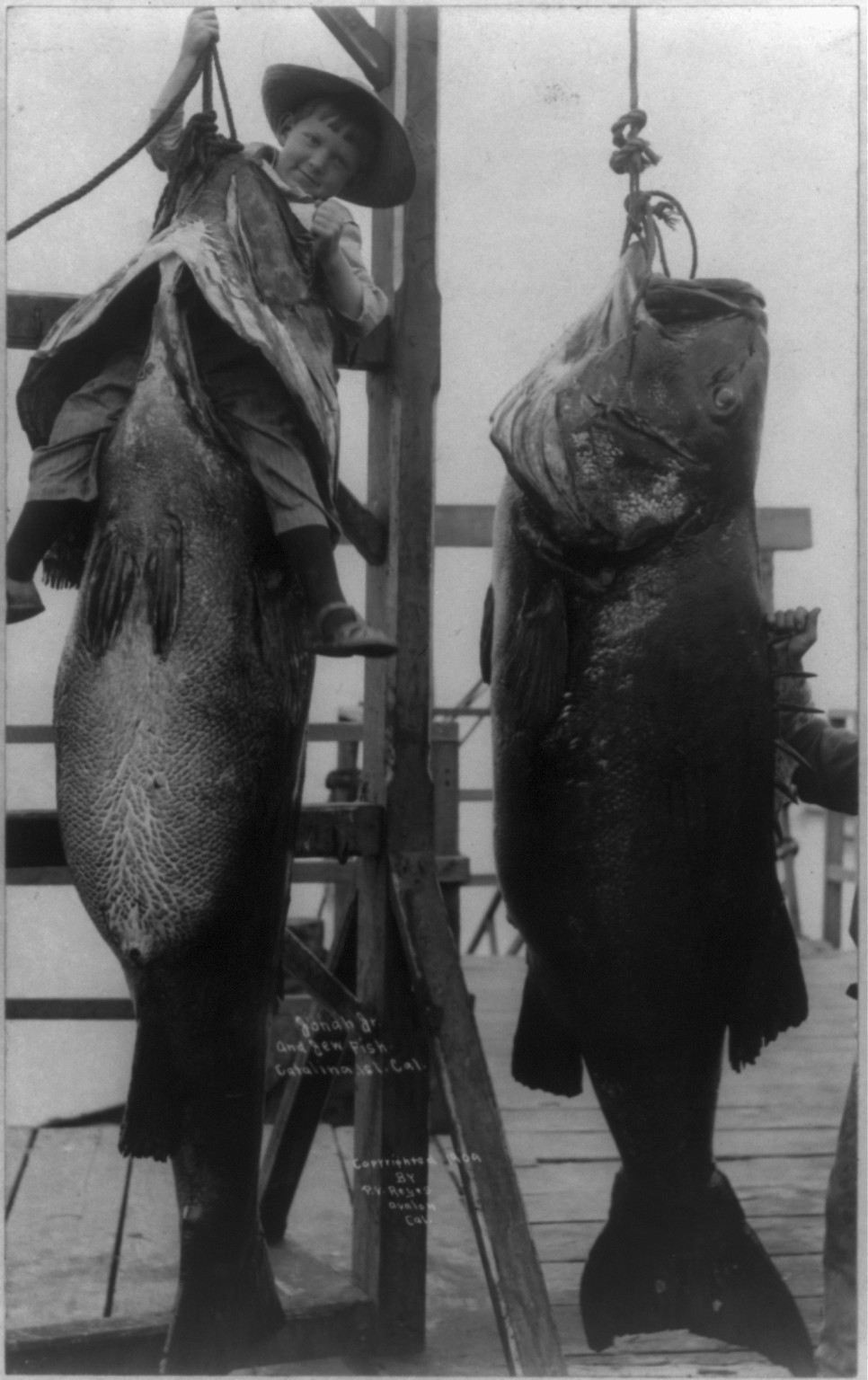 Catalina Island, Calif. 1909(?) Johna Jr. sitting in the mouth of one of two Jew fish [hanging from ropes], c1909. — historic photograph