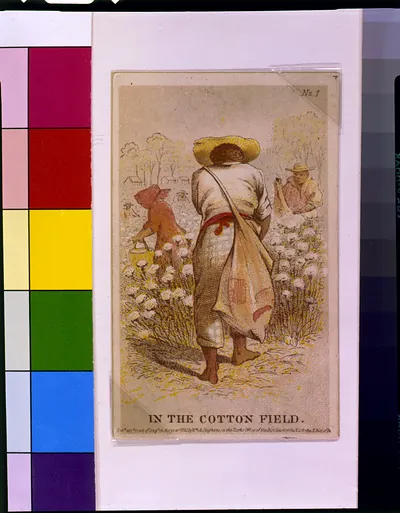 In the cotton field
