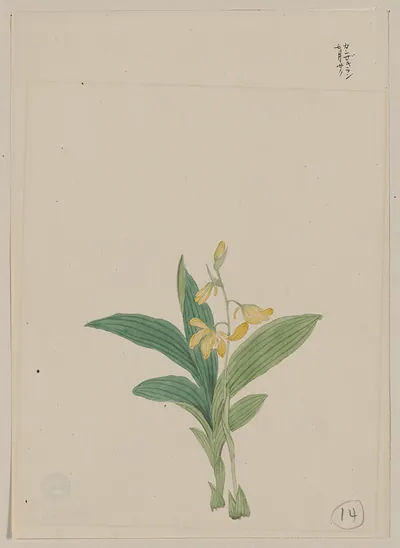 [Japanese drawing]