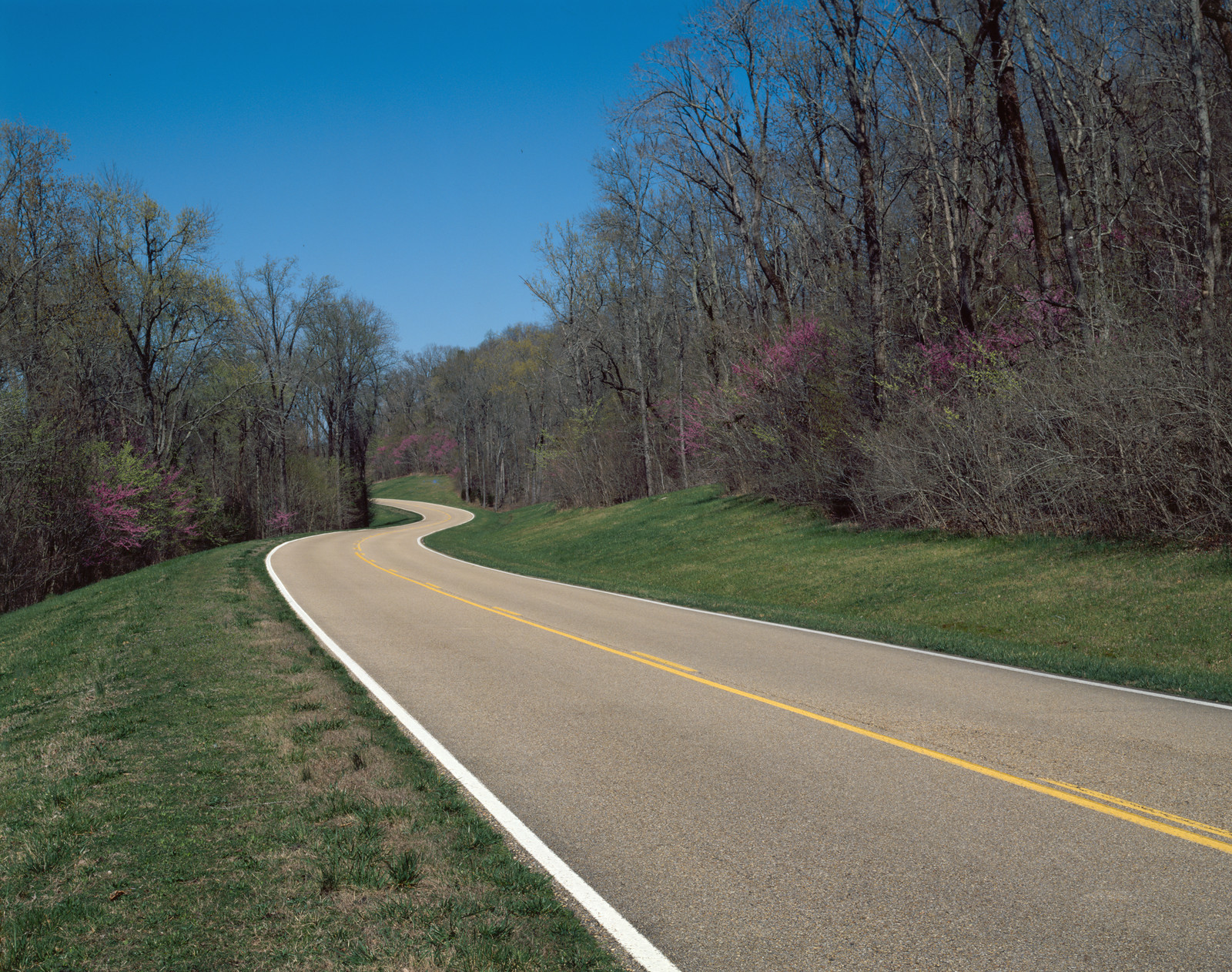 Winding road through spring woodland with redbuds — historic image