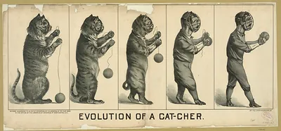 Evolution of a Cat-cher