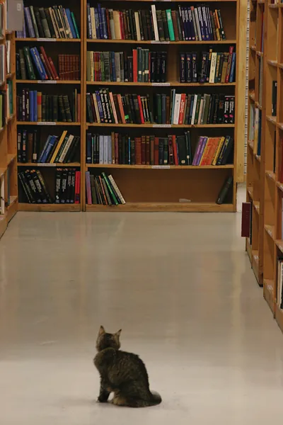 Cat sitting in a library aisle facing bookshelves