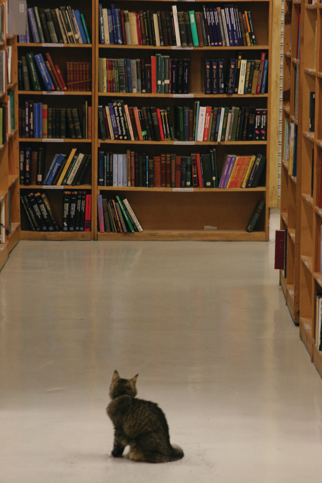 Cat sitting in a library aisle facing bookshelves — historic image