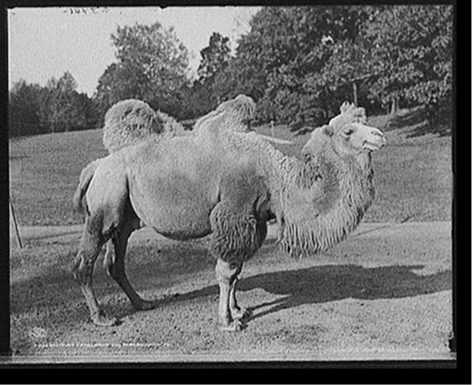 Bactrian camel, Druid Hill Park, Baltimore, Md., c1906. — historic photograph