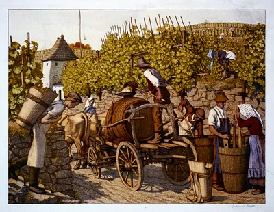 [The grape harvest]