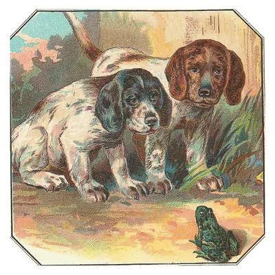 Two puppies watching a frog in grass