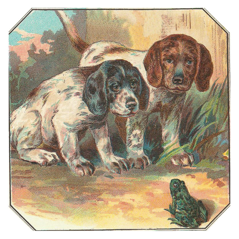 Two puppies watching a frog in grass — historic image