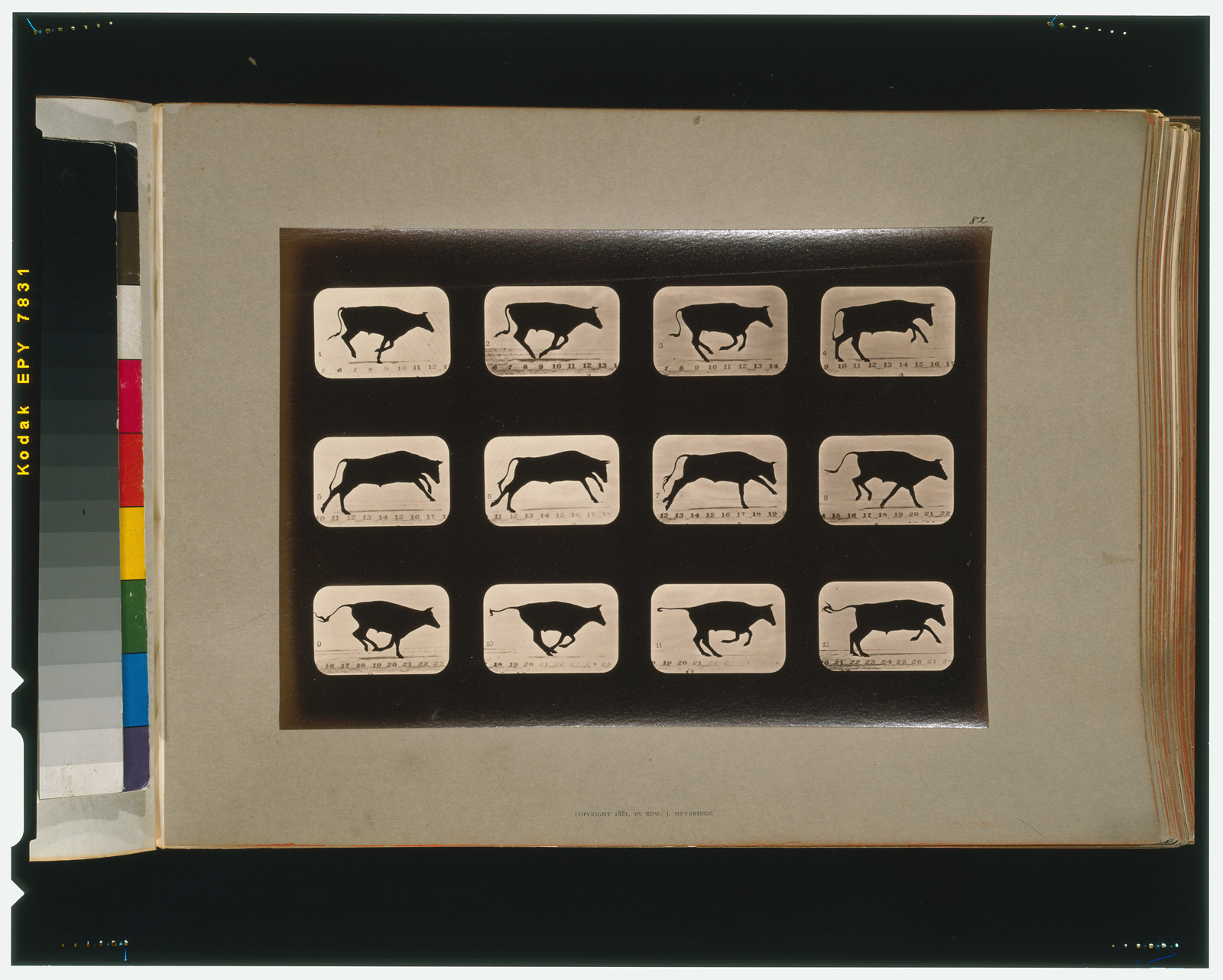 Bull, running, irregular, [San Francisco] : Muybridge, c1881. — historic photograph