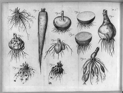 [Composite of 11 illustrations of vegetable roots]