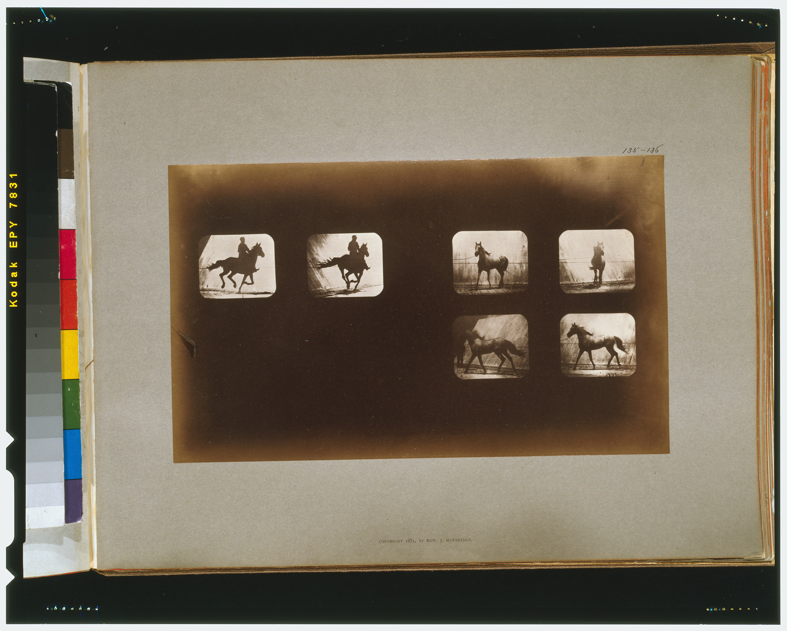 Horses. Running--Horses. Cantering, [San Francisco] : Muybridge, c1881. — historic photograph