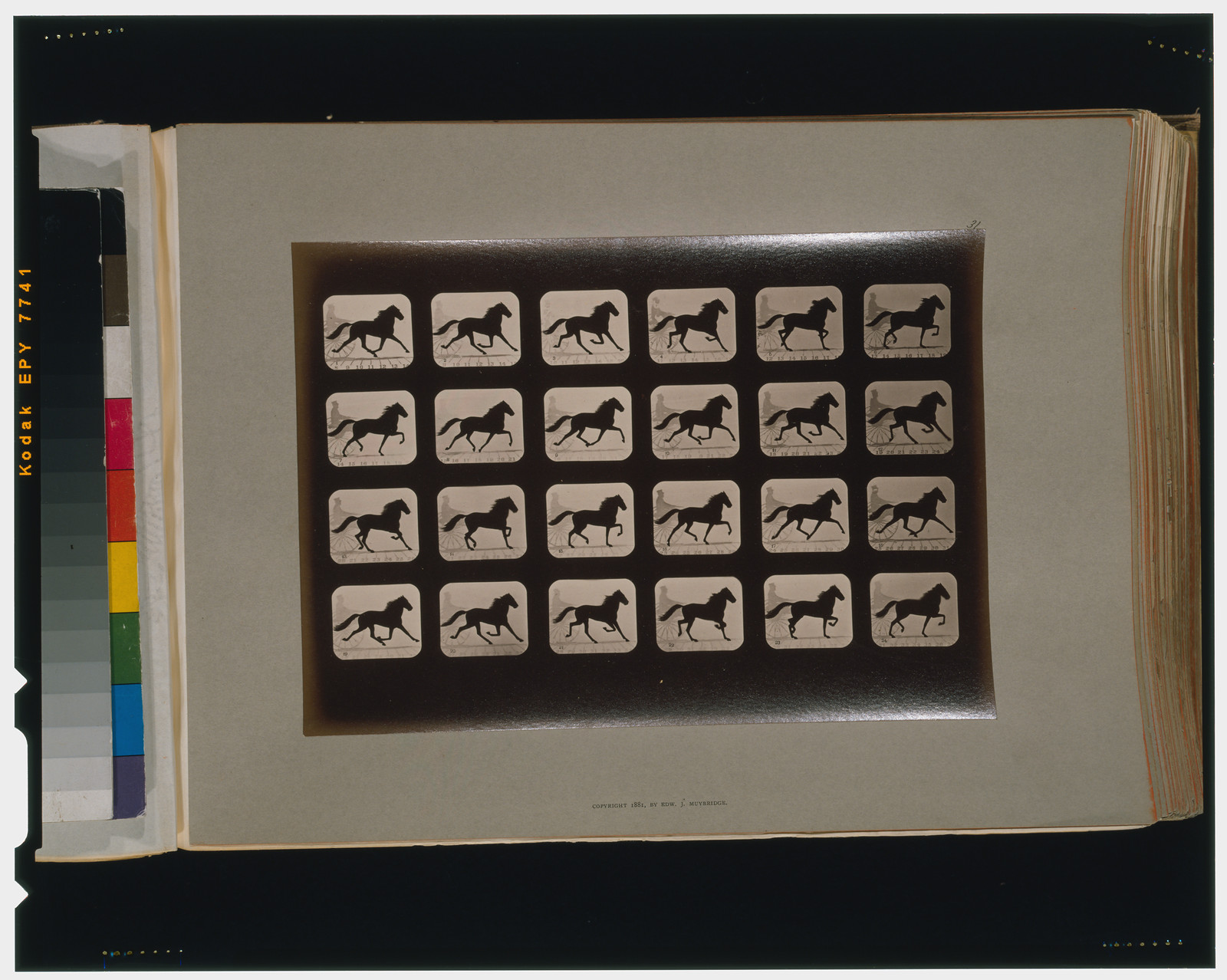Horses. Trotting, [San Francisco] : Muybridge, c1881. — historic photograph