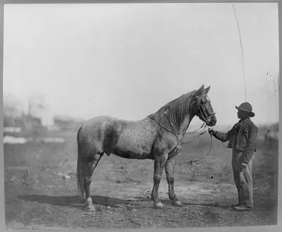 Captain Beckwith's horse