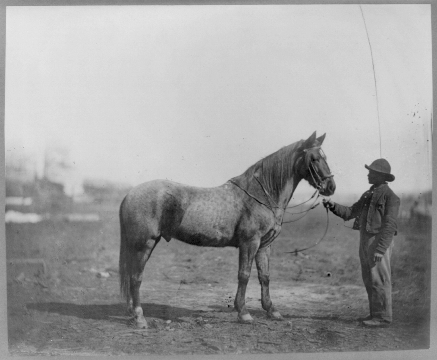 Captain Beckwith's horse, 1863 Feb., printed later. — historic photograph