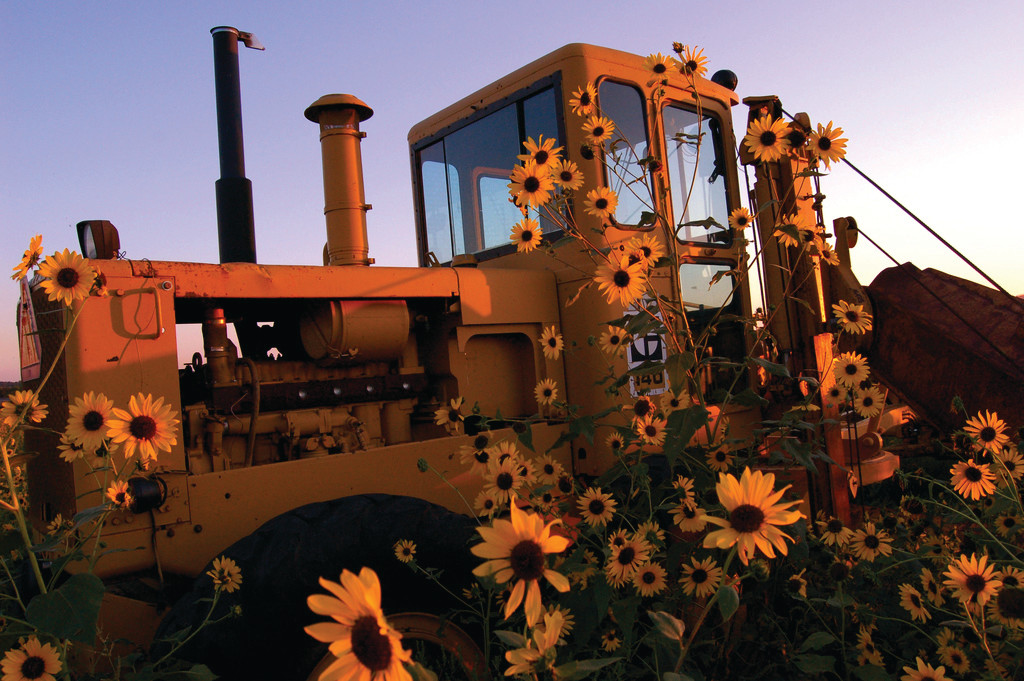 Old yellow tractor overgrown with sunflowers at sunset — historic image