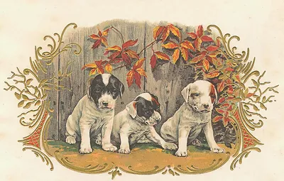 Three puppies by a fence with autumn leaves