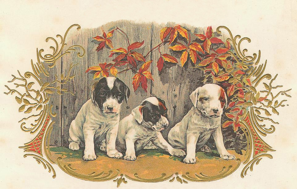 Three puppies by a fence with autumn leaves — historic image