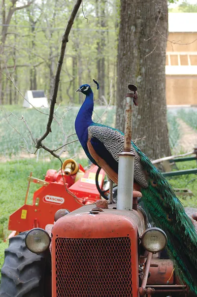 Peacock perched on a red tractor