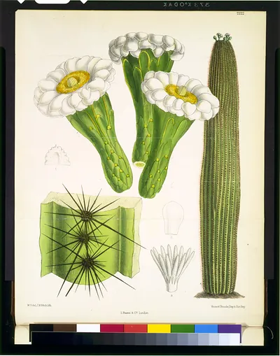 [Cereus giganteus] / M.S. del., J.N. Fitch, lith. ; Vincent Brooks, Day & Son. imp.