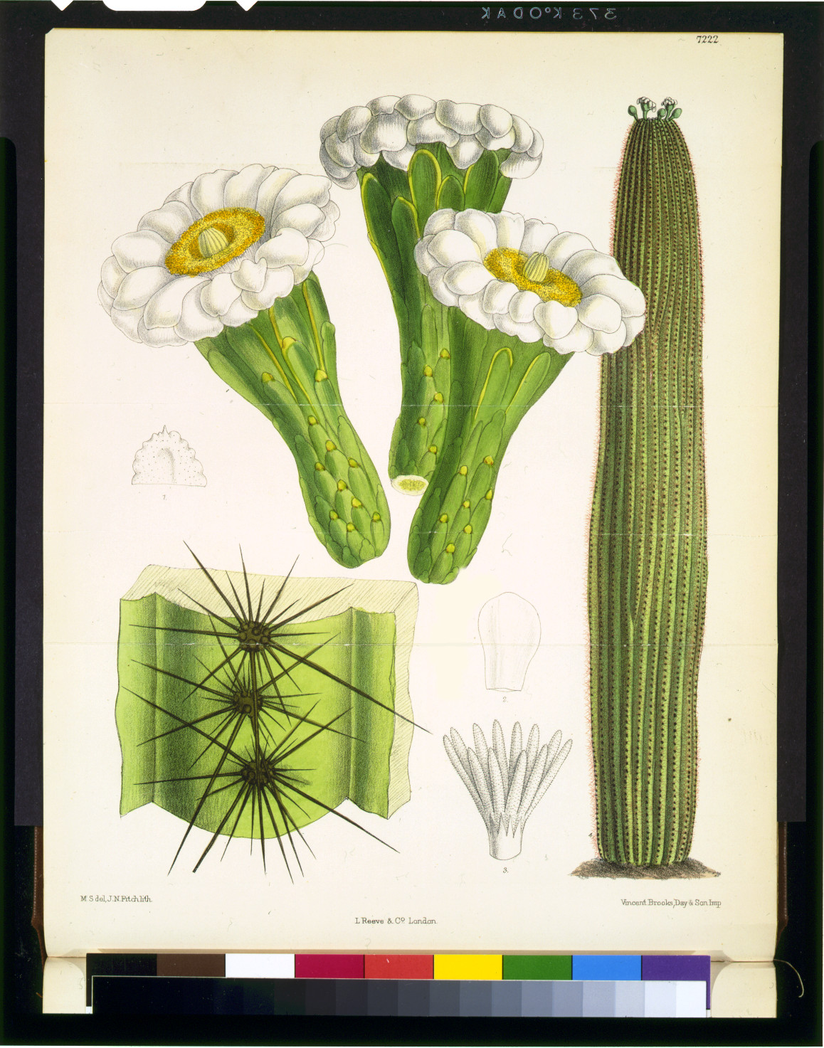[Cereus giganteus] / M.S. del., J.N. Fitch, lith. ; Vincent Brooks, Day & Son. imp., [published 1892] — antique lithograph