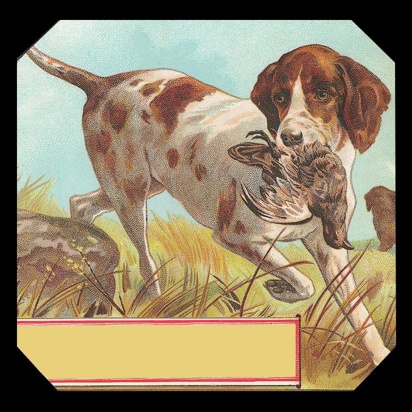 Pointer dog carrying a game bird in grass — historic image