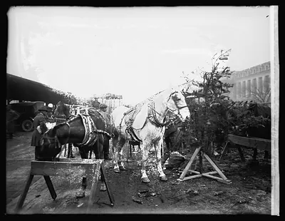 Horse Christmas tree, 1919