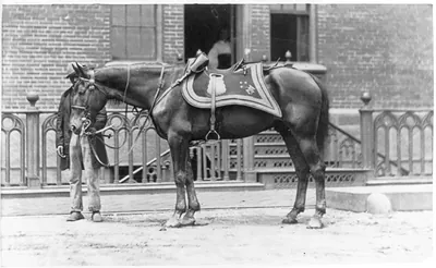 [Horse of Ulysses S. Grant]