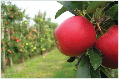 Apples