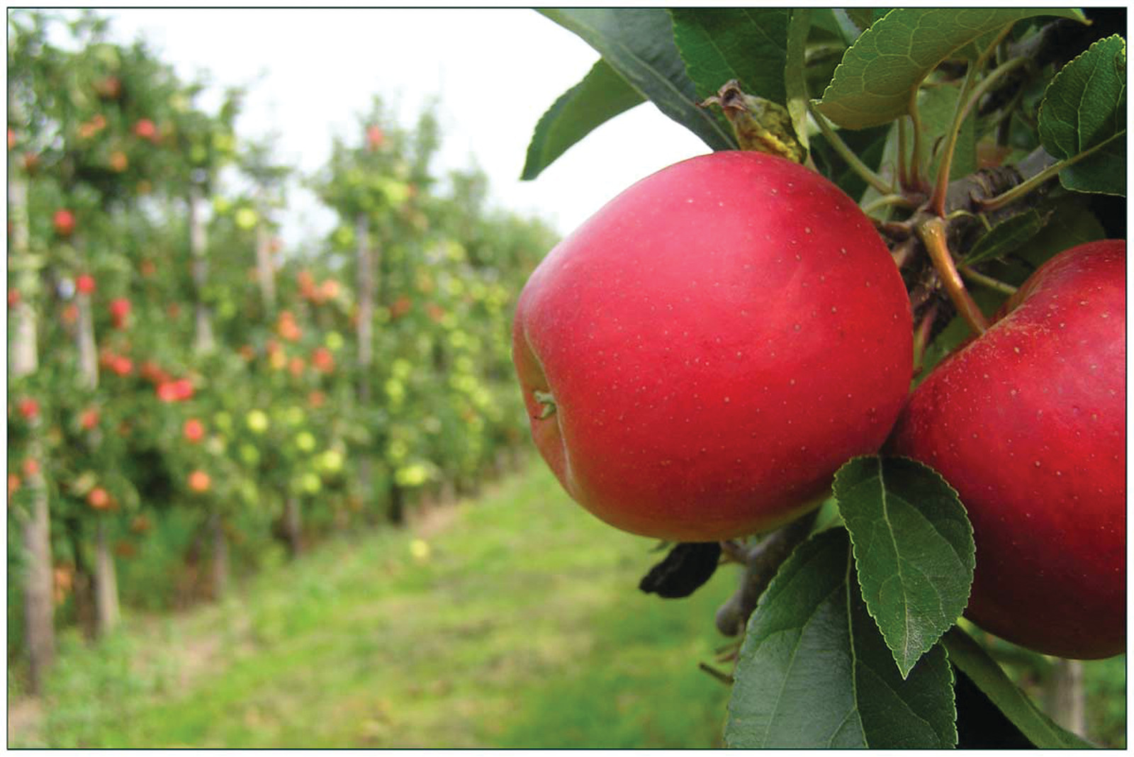 Apples — historic image