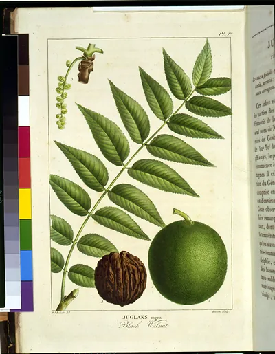 Juglans nigra, Black Walnut botanical plate with leaves, nut and fruit