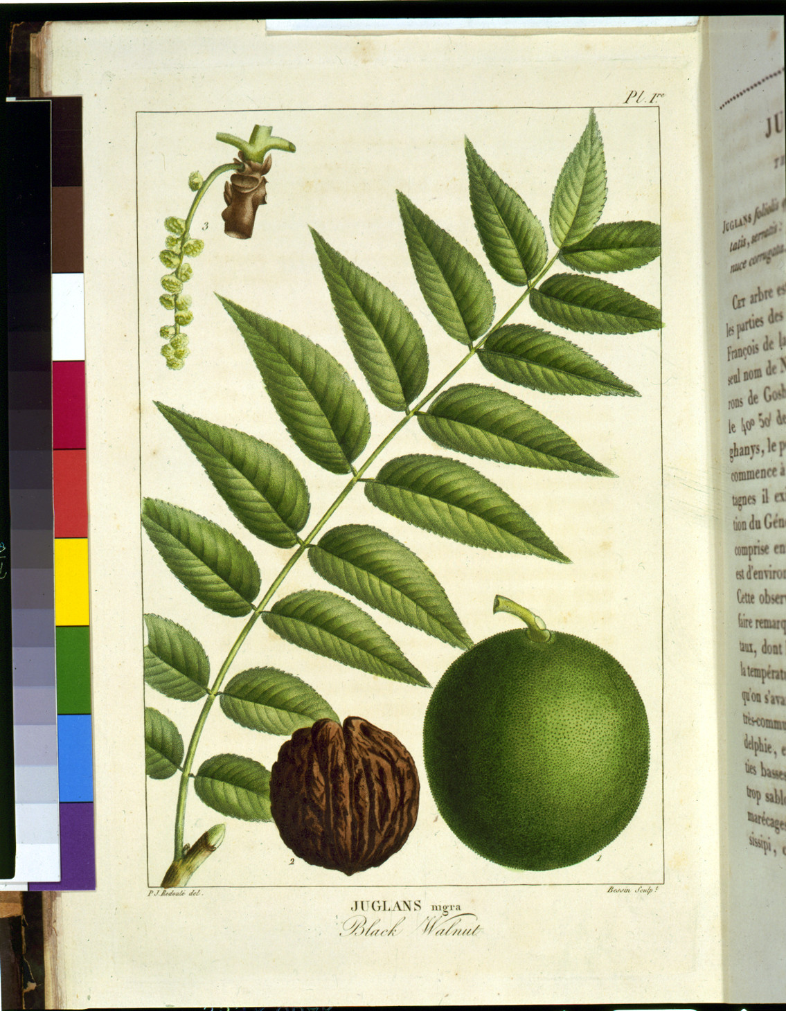 Juglans nigra, Black Walnut botanical plate with leaves, nut and fruit — historic image