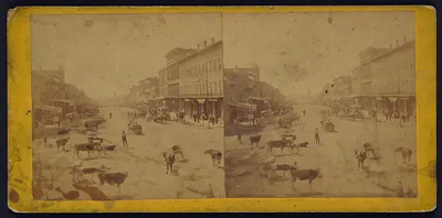 Massachusetts Street Lawrence Kansas (cattle in foreground) 323 miles west of St. Louis Mo.