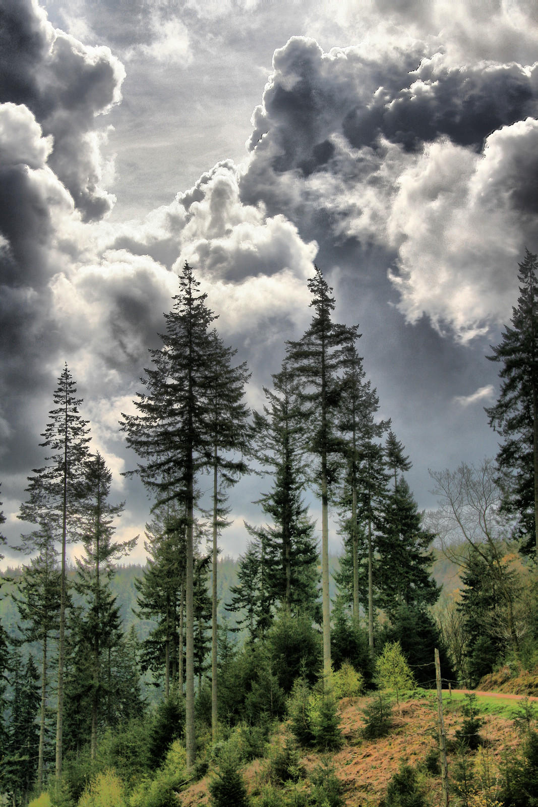 Tall conifer trees under dramatic storm clouds — historic image