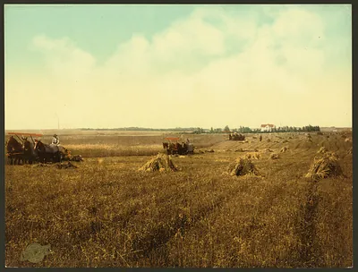 Horse-drawn grain harvester and shocks in a golden field