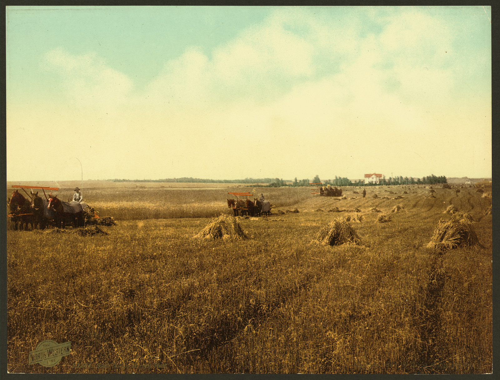 Horse-drawn grain harvester and shocks in a golden field — historic image