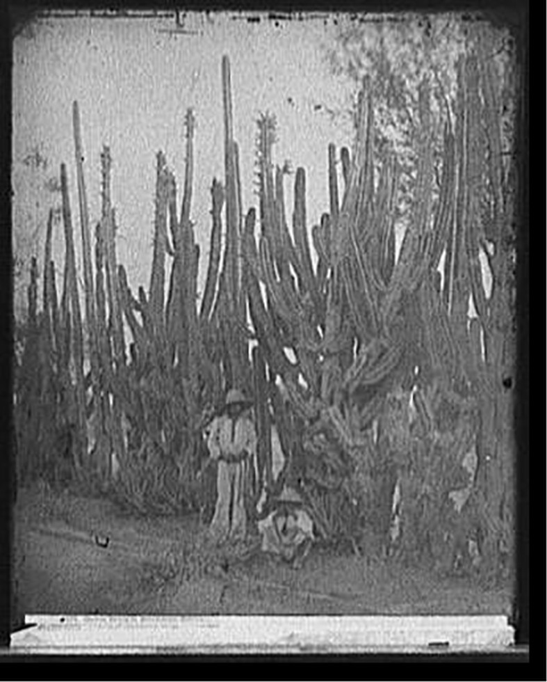 Cactus fence in Salamanca, Mexico, [between 1880 and 1897] — historic photograph