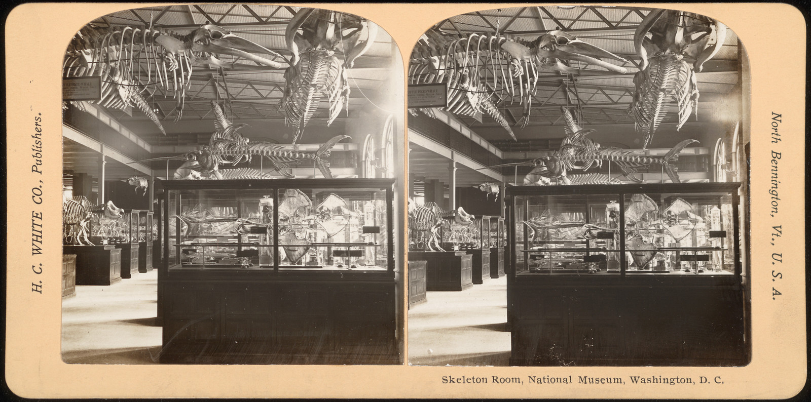 Skeleton Room National Museum Washington D.C., 1900 — historic photograph