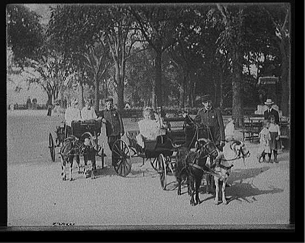 [Central Park, goat carriages in the park, New York, N.Y.], [between 1900 and 1910] — historic photograph