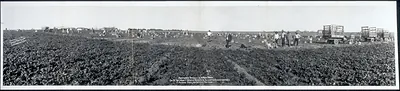 Harvesting spinach Winter Garden, Texas, 1928