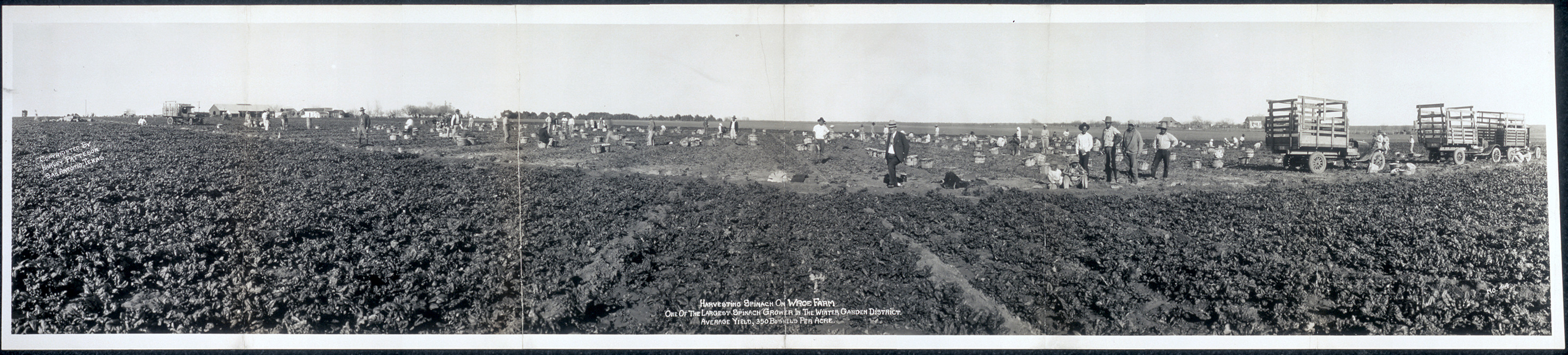 Harvesting spinach Winter Garden, Texas, 1928, 1928 — historic image