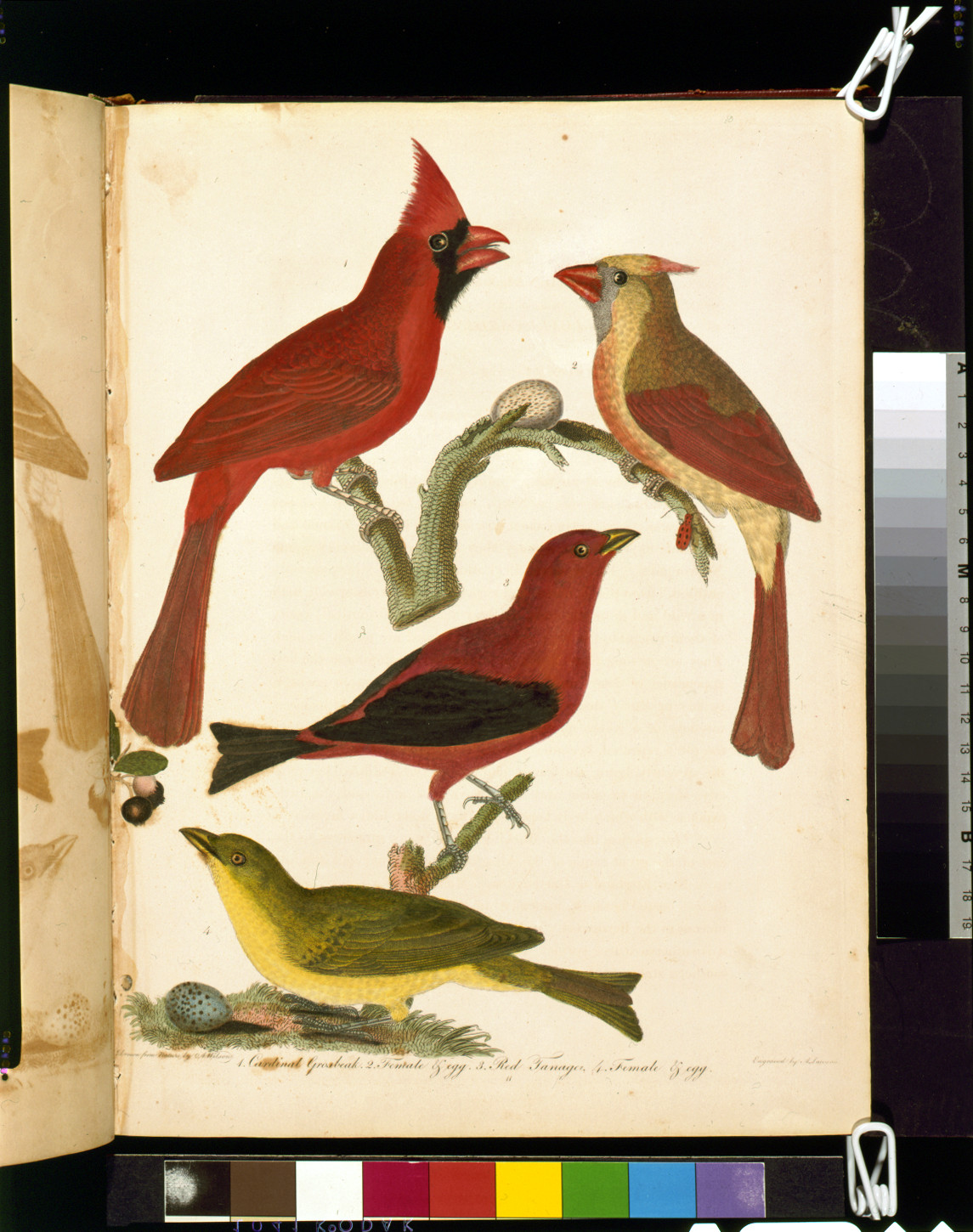 Cardinal Grosbeak, Female, Eggs, Red Tanager, Female, Egg — historic image