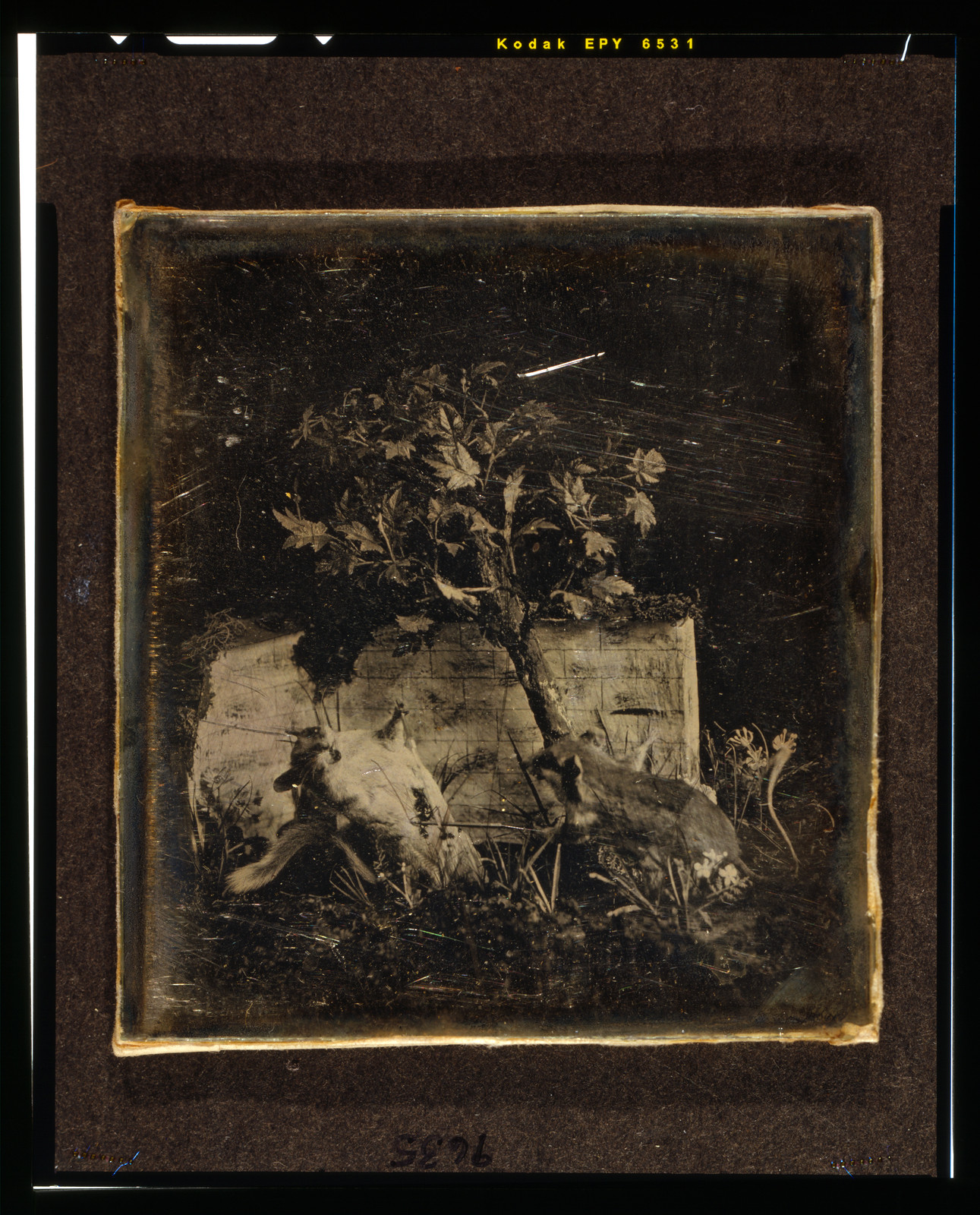 [Still life with tree and two small, stuffed mammals], [between 1840 and 1860] — historic photograph