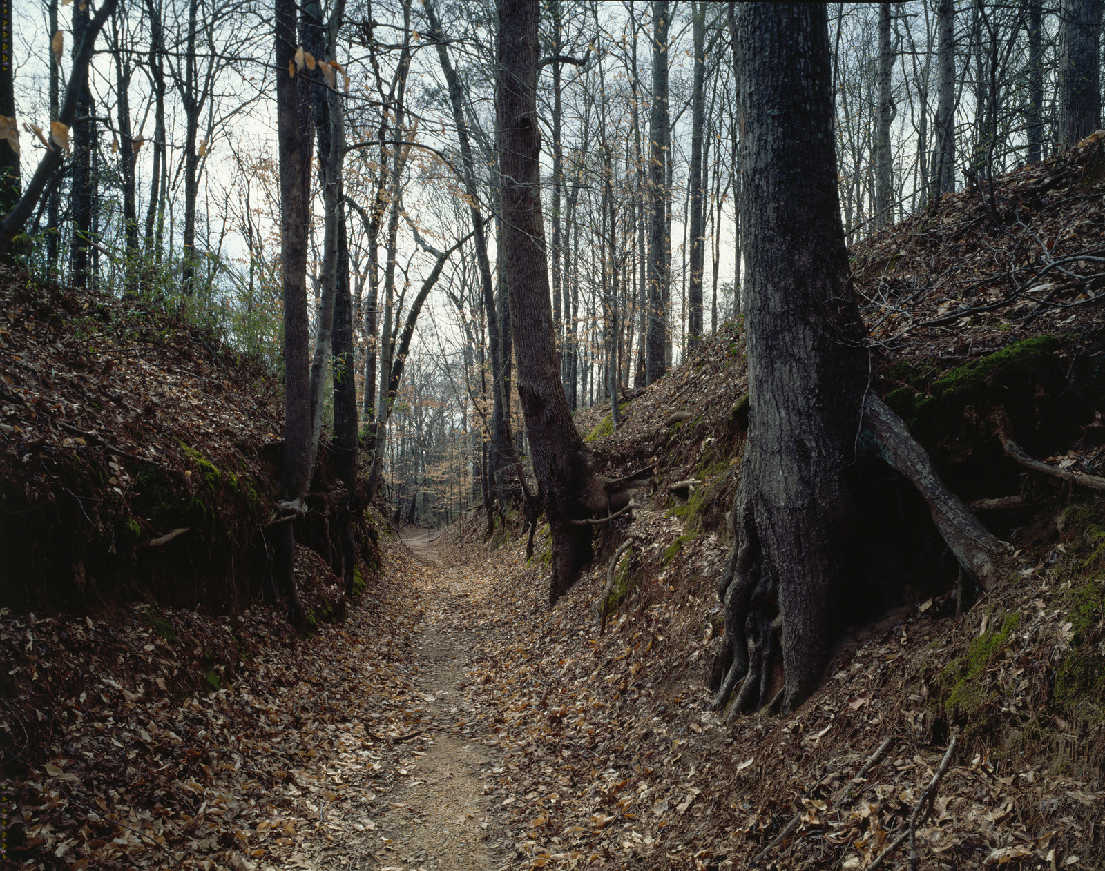 Sunken forest trail with bare trees and fallen leaves — historic image
