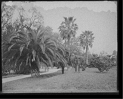 [Palm tree in Audubon Park, New Orleans, La.]