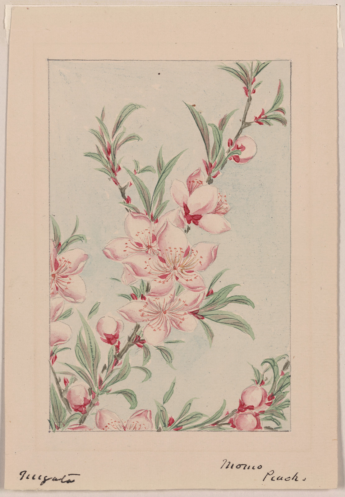 [Japanese drawing], 1750 — historic drawing
